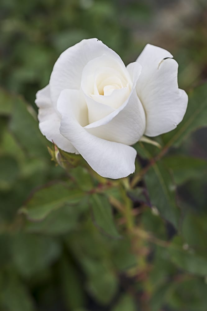 8467.cosmos-buisson