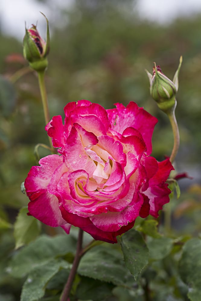 8479.double-delight-buisson