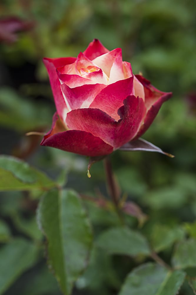 8486.origami-buisson