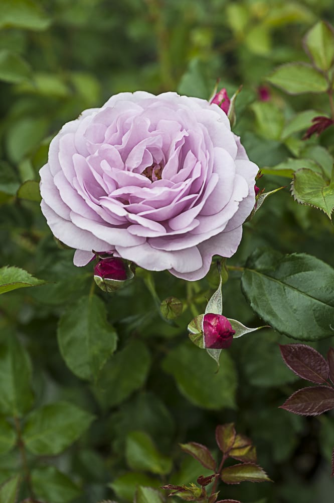 8489.lady-perfume-buisson