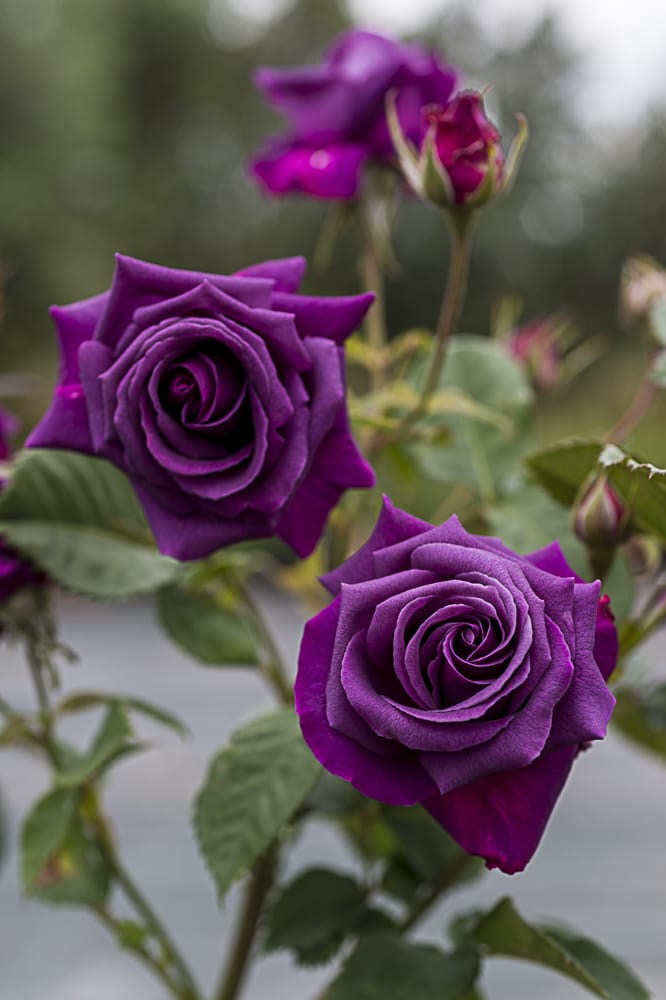 8575.purple-eden-buisson