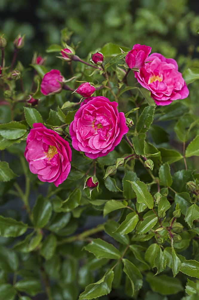 8632.emera-buisson-