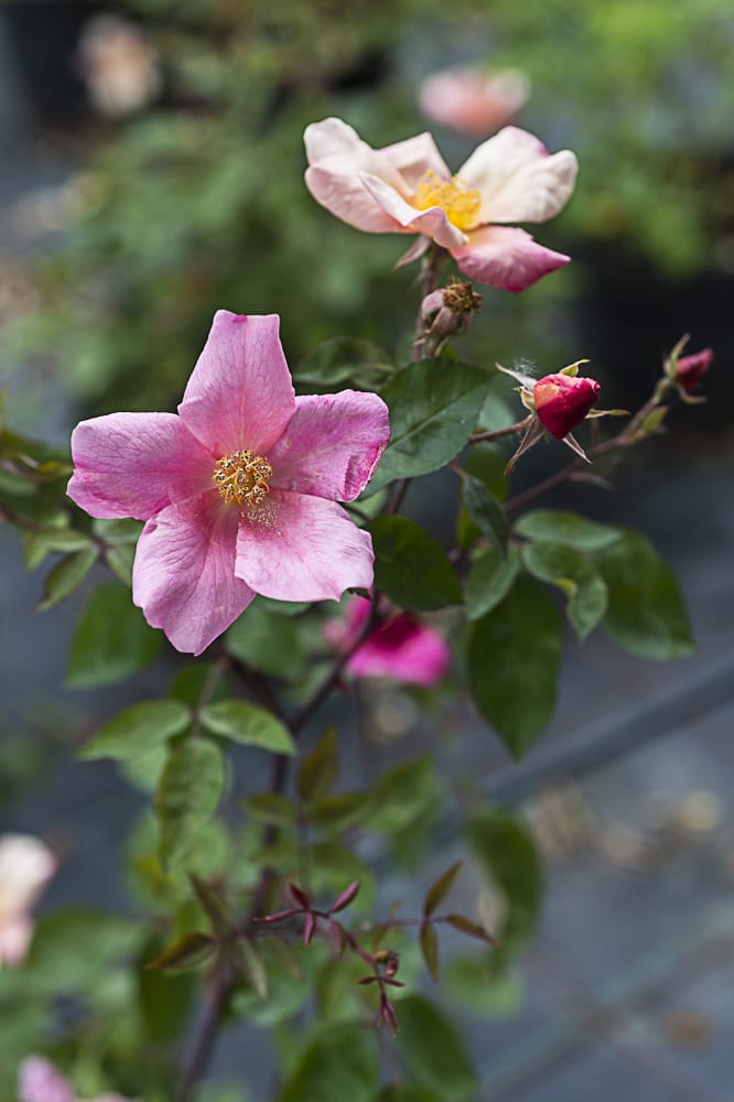 8634.rosa-chinensis-mutabilis-buisson