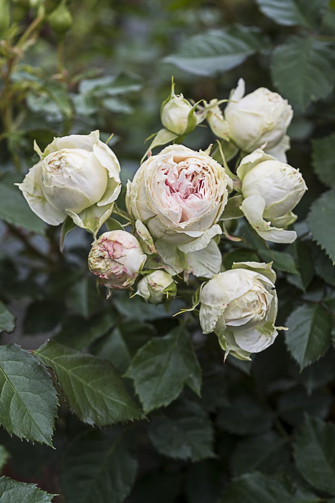 8637.pompom-flower-circus-buisson