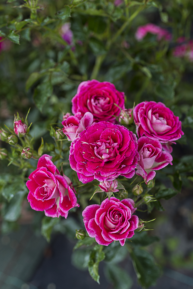 8638.blush-flower-circus-buisson