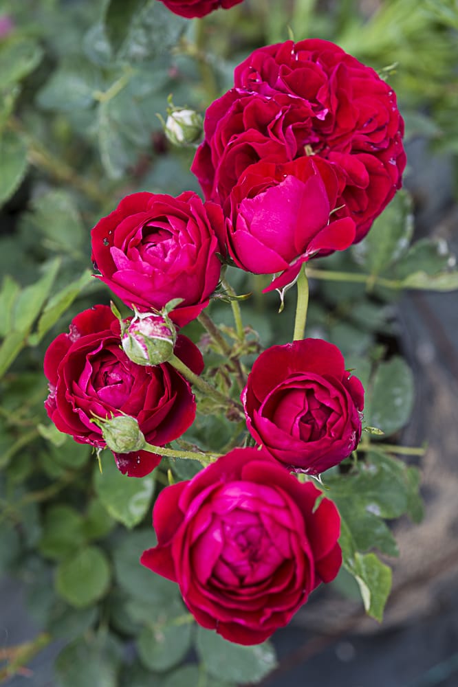 8696.cherry-flower-circus-buisson