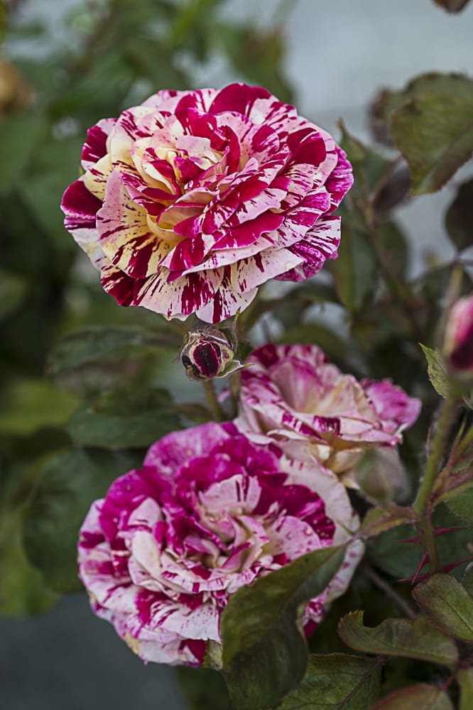 8711.rosa-paparazzi-buisson