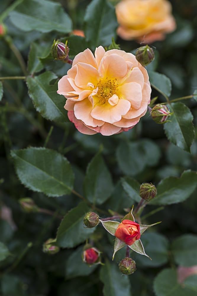 8717.calizia-buisson