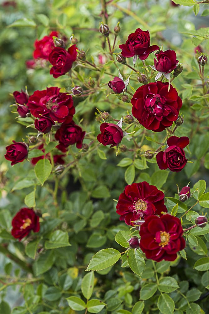 8735.the-fairy-red-buisson