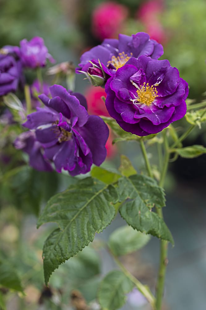 8749.rhapsody-in-blue-buisson