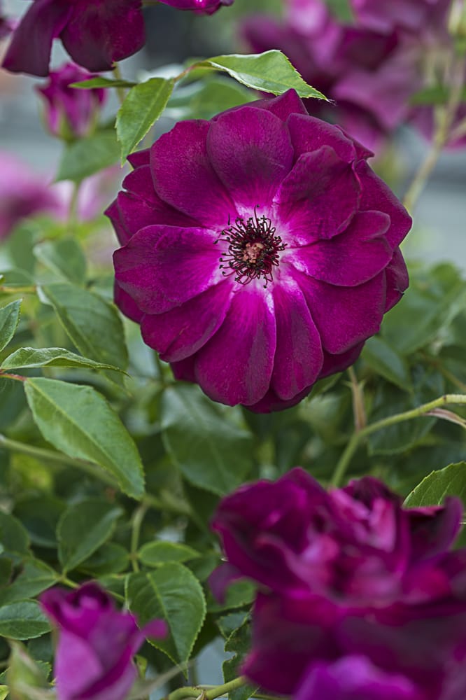 8807.burgundy-ice-buisson
