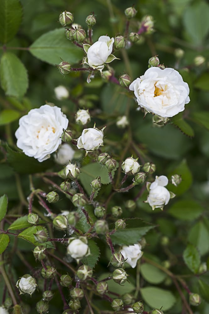 8863.little-white-pet-buisson