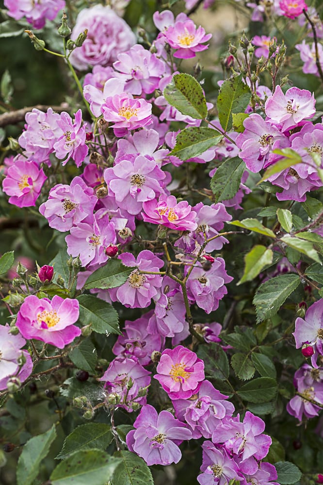 8866.lavender-dream-buisson