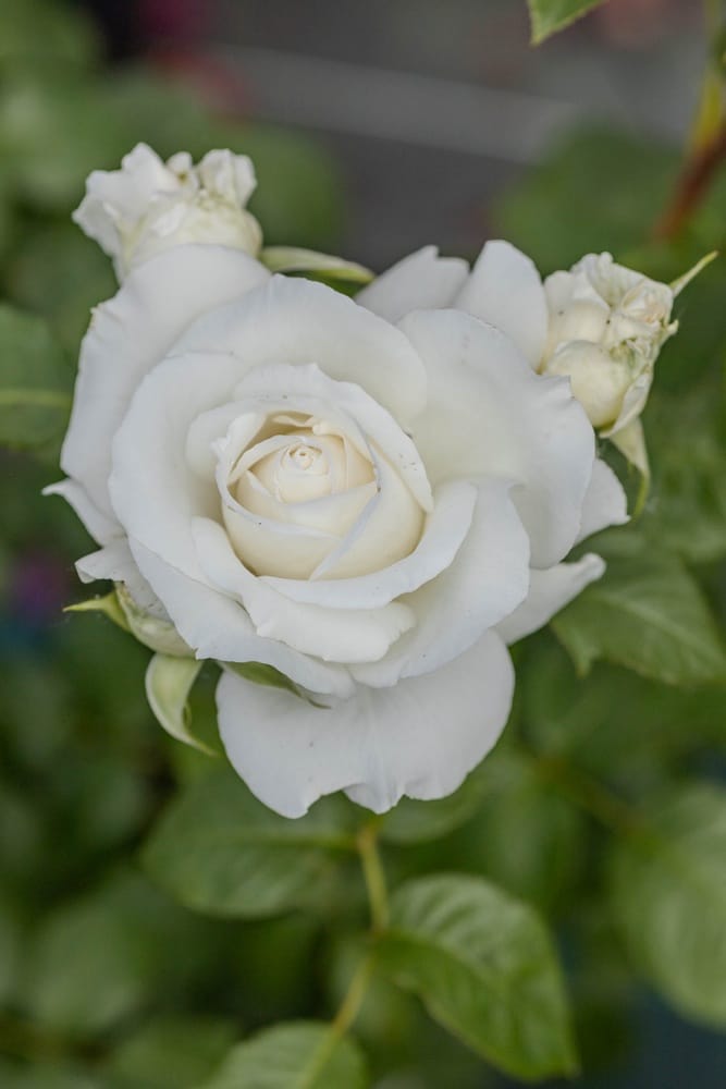 Rosier Anapurna