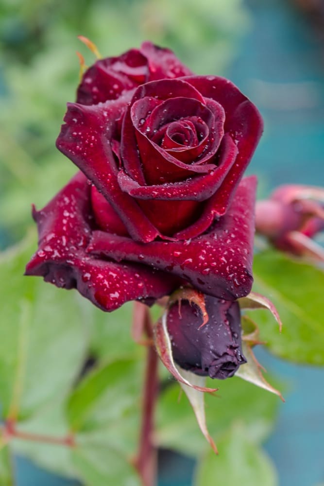 Rosier Black Baccara 1
