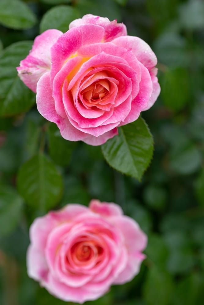 Rosier César