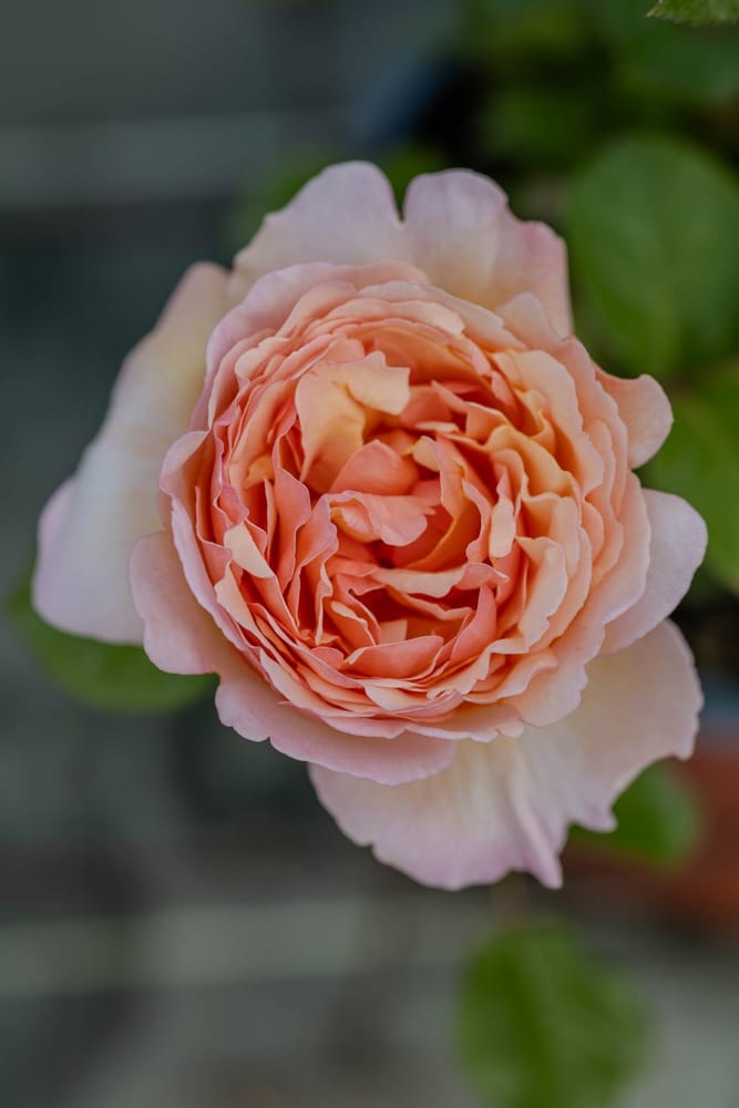 Rosier Charlène de Monaco 3