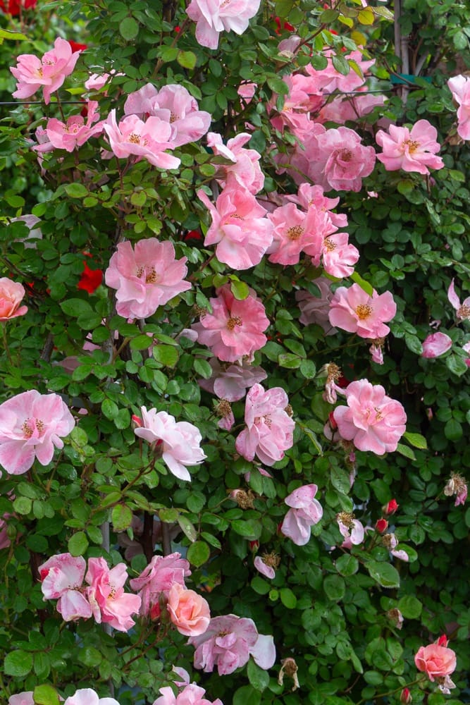 Rosier Clair Matin 4