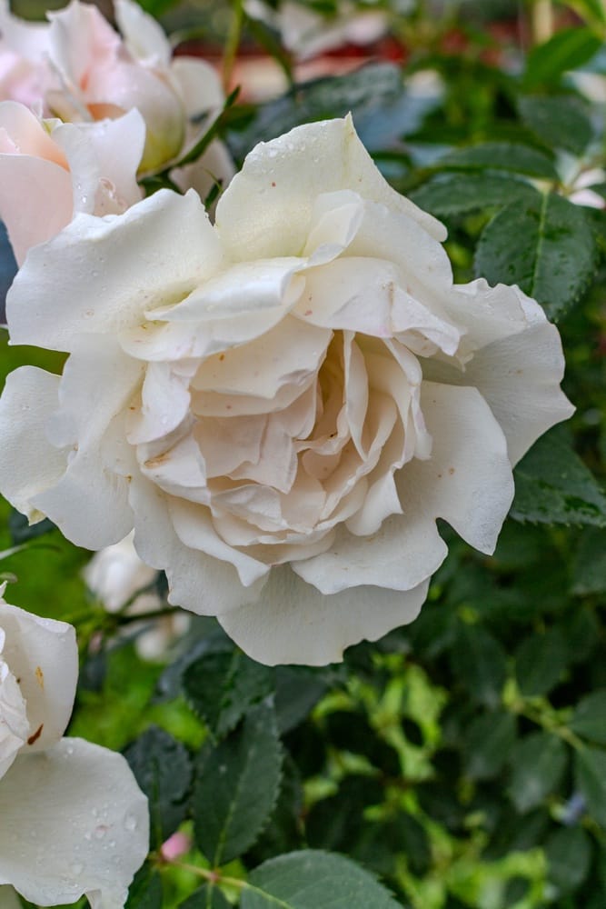 Rosier Crème Chantilly 1