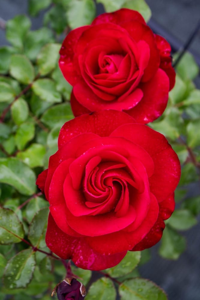 Rosier Dominica 2