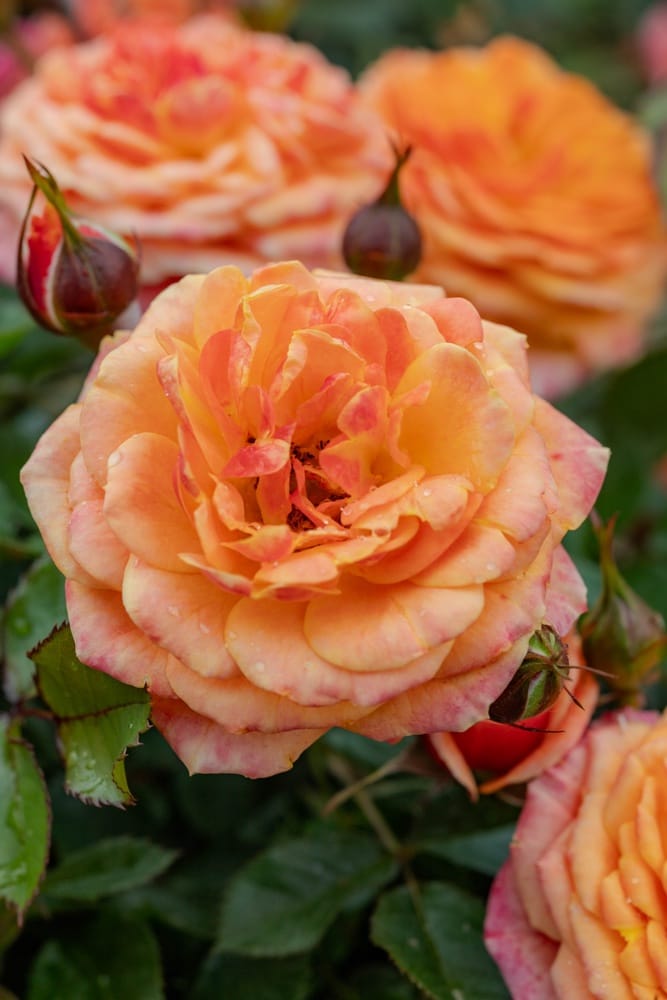 Rosier Don Pacello 2