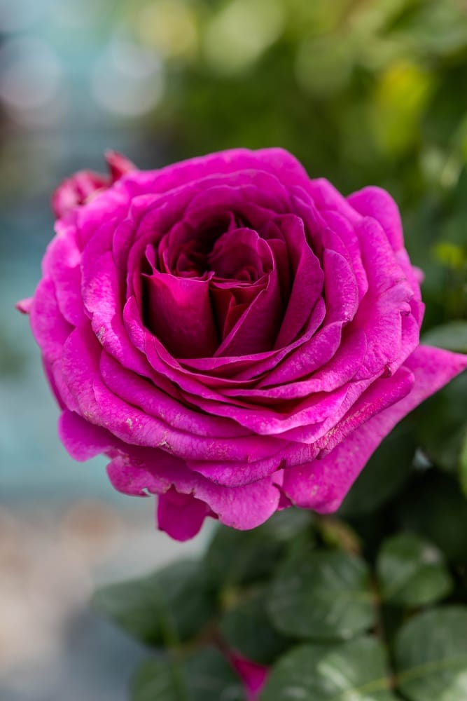 Rosier Fée Magenta