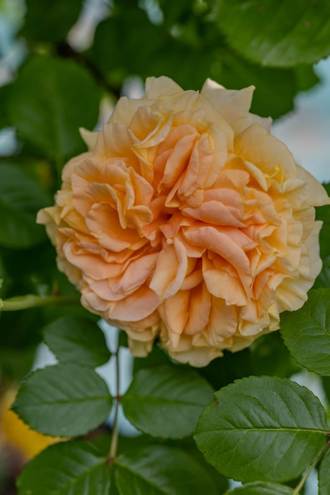 Rosier Frégate 2