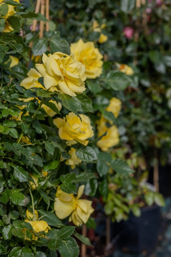 Rosier Friesia