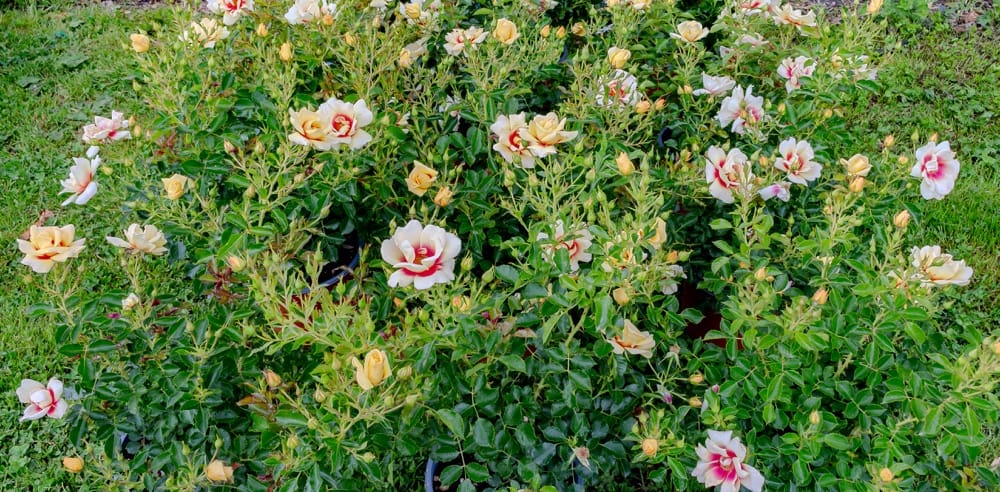 Rosier Glorius Babylon Eyes