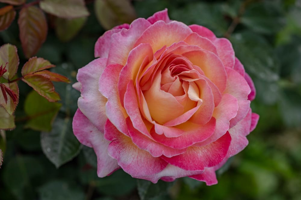 Rosier Gorgeous 4