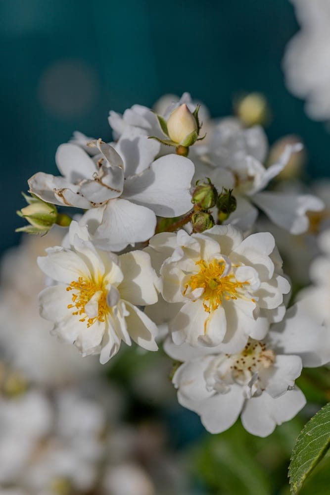 Rosier Guirlande d'Amour 5