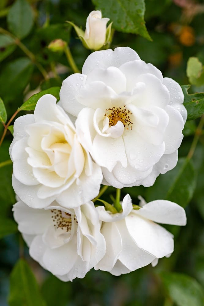 Rosier Iceberg 2