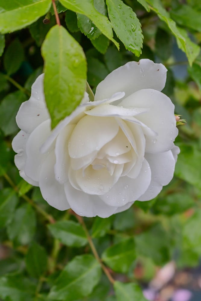 Rosier Iceberg 9