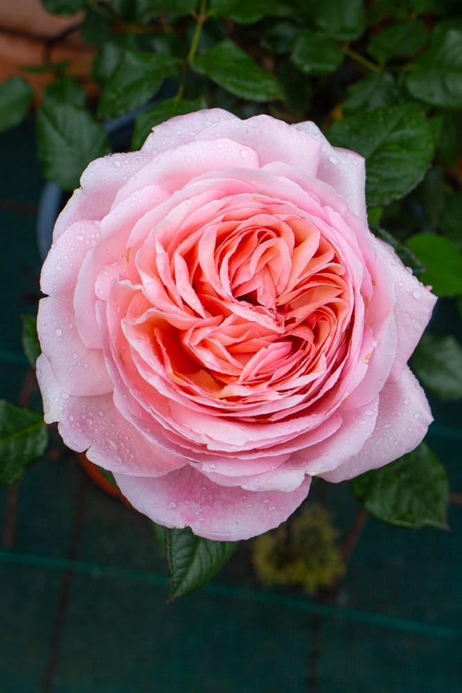 Rosier Jean de la Fontaine 1