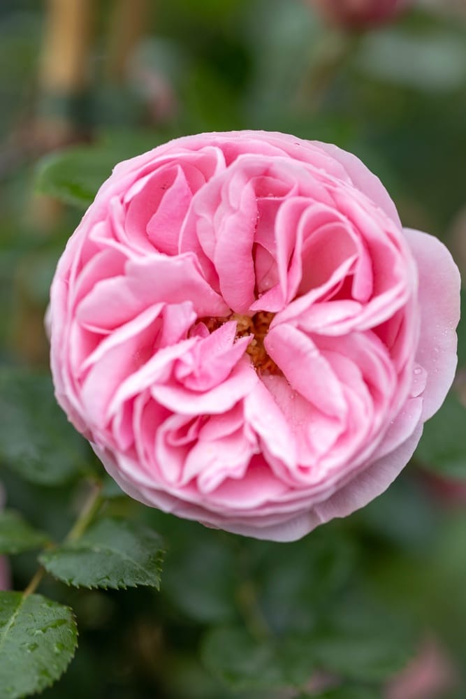 Rosier L'Alhambra
