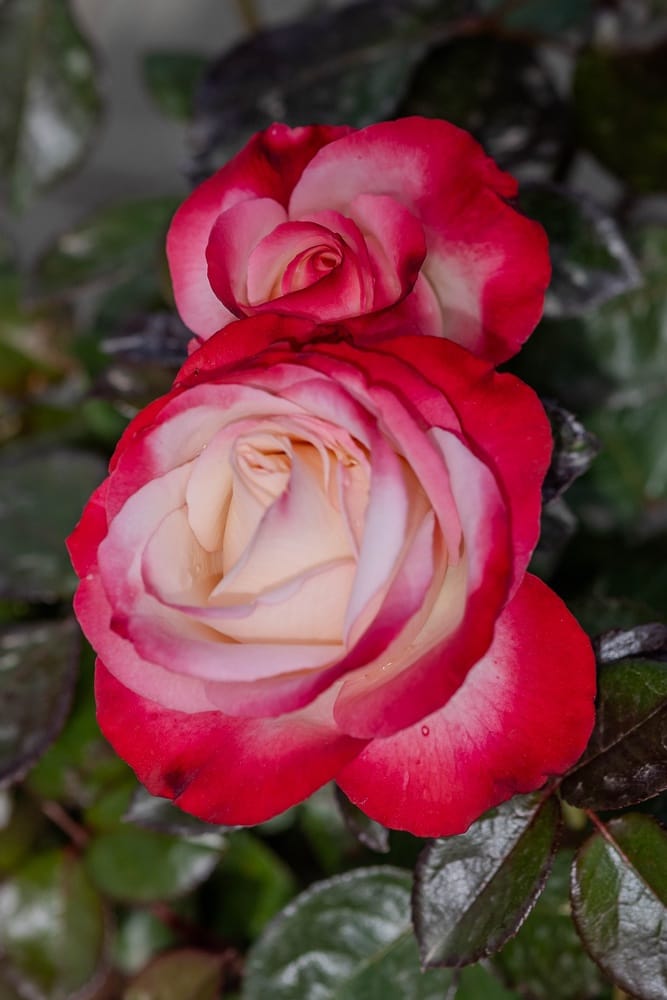 Rosier La Garçonne 3