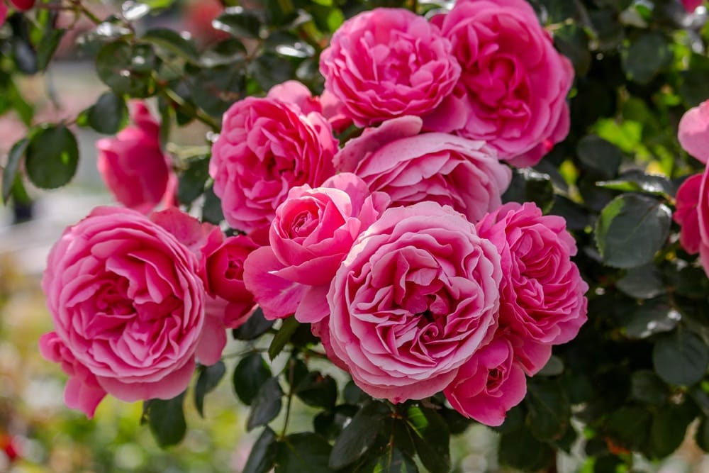 Rosier Leonard de Vinci 9