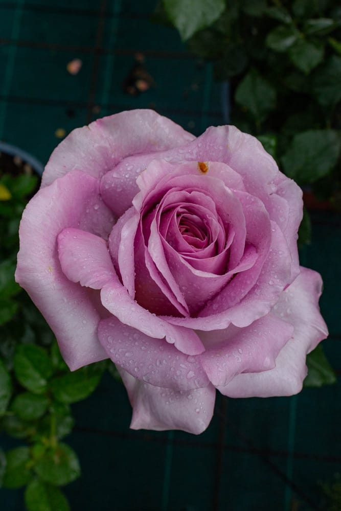 Rosier Love Song 1