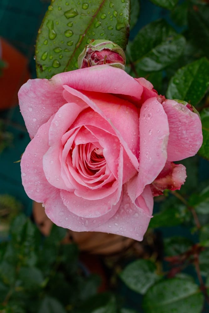 Rosier Marie Curie 1