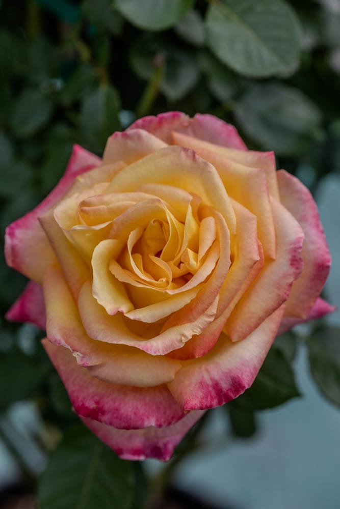 Rosier Michel Drucker 3