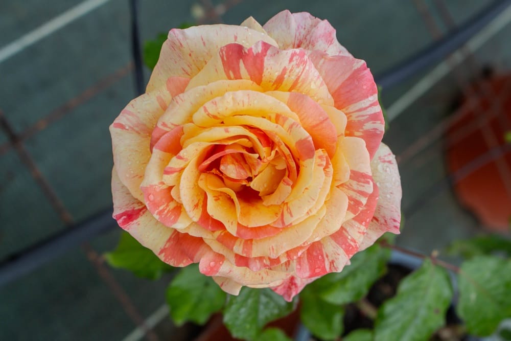 Rosier Michèle Laroque 3