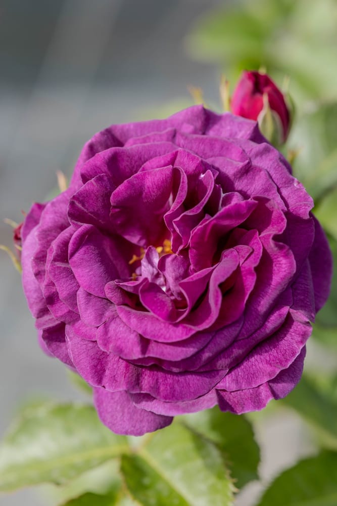 Rosier Minerva 4