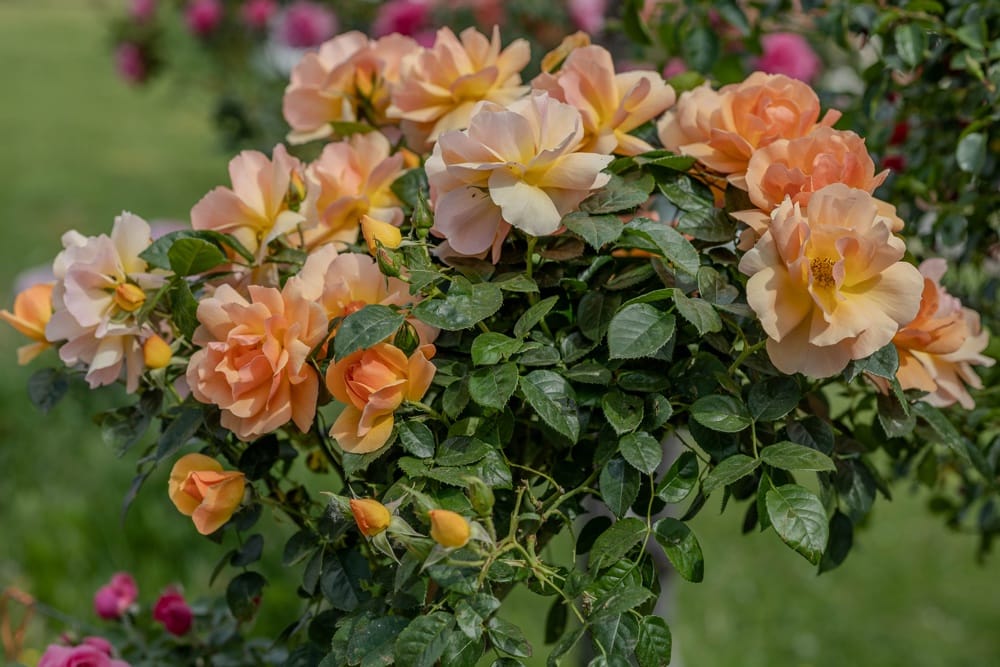Rosier Mythique 6