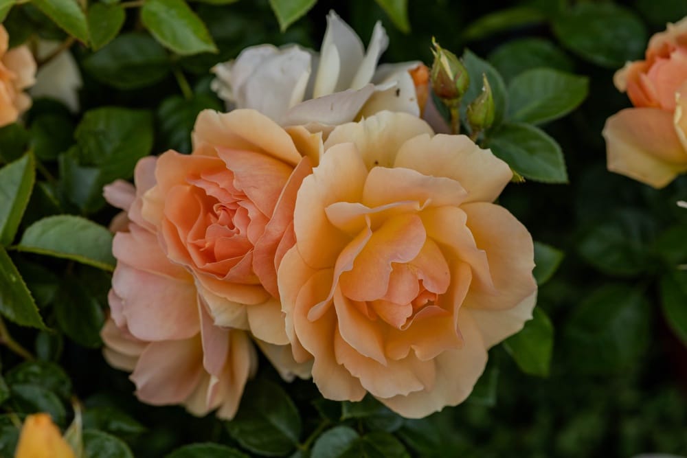 Rosier Mythique