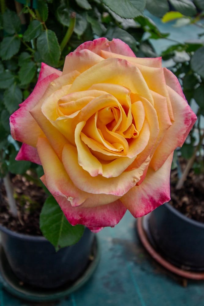 Rosier Oriental Peace