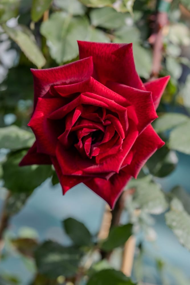 Rosier Papa Meilland 3