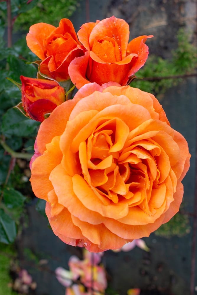 Rosier Phoenix 4