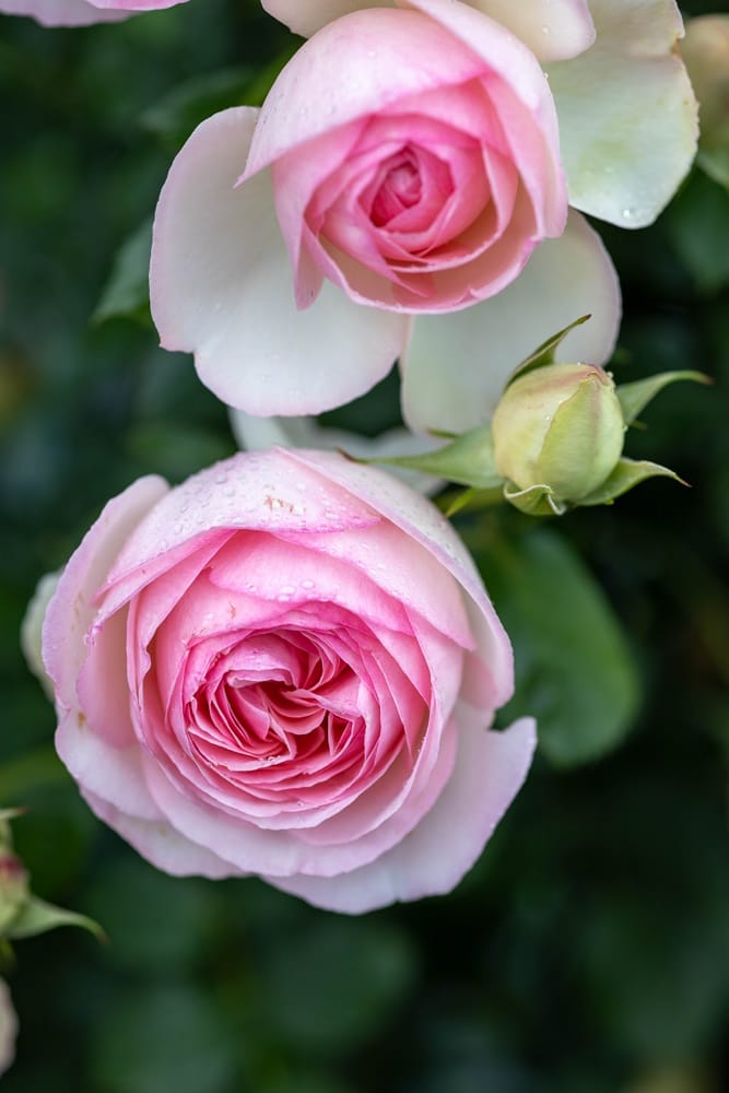 Rosier Pierre de Ronsard 3