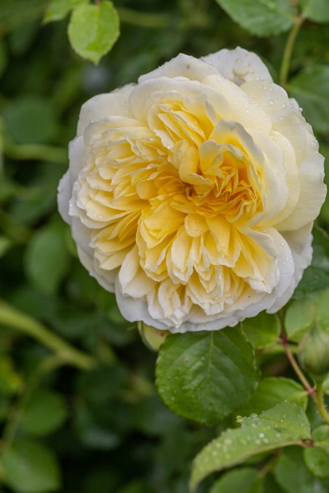 Rosier Pilgrim