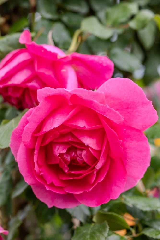 Rosier Pink Cloud 5
